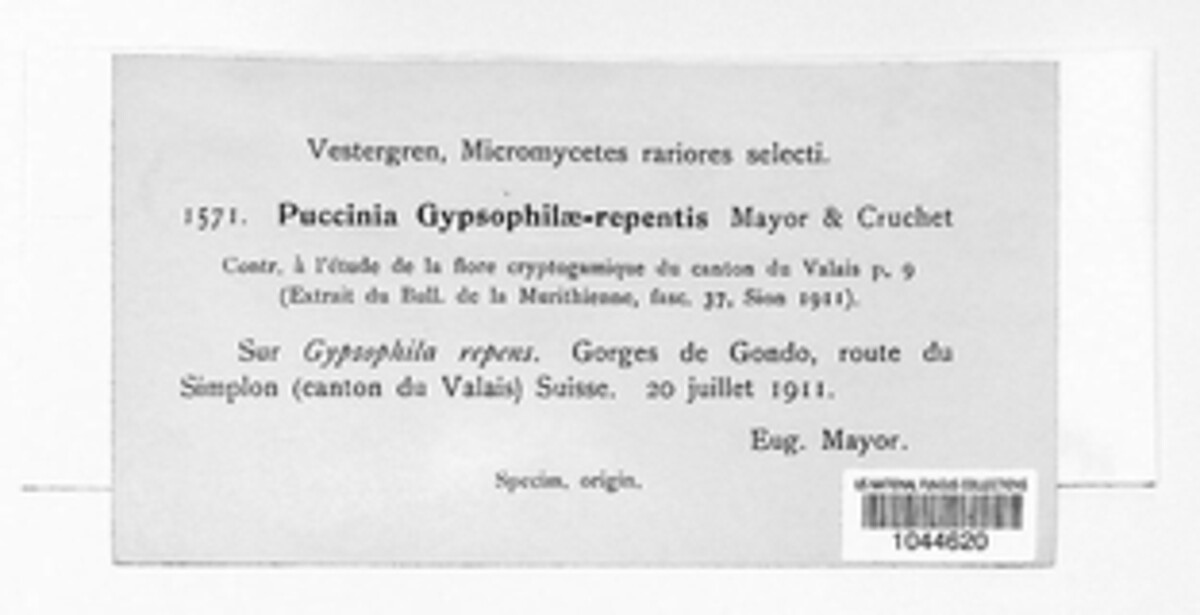 Puccinia gypsophilae image